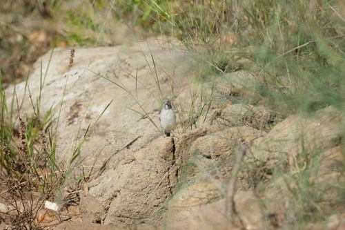 Scaly-feathered Weaver (Sporopipes squamifrons), photo 3
