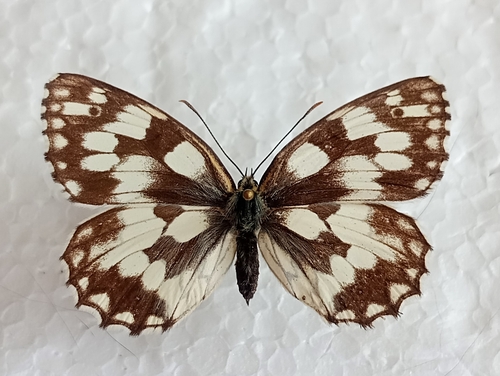 Marbled white