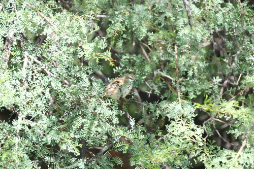 Great Sparrow (Passer motitensis), photo 10