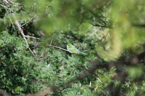 Swallow-tailed Bee-eater (Merops hirundineus), photo 3