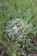 Astragalus testiculatus