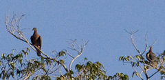 Patagioenas