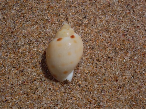 Casmaria ponderosa observed 2026-02-19
