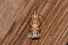 Argyrotaenia tabulana