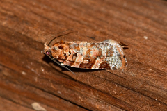 Argyrotaenia tabulana