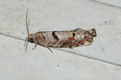 Pseudexentera vaccinii