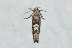 Chimoptesis gerulae