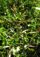Bromus arvensis