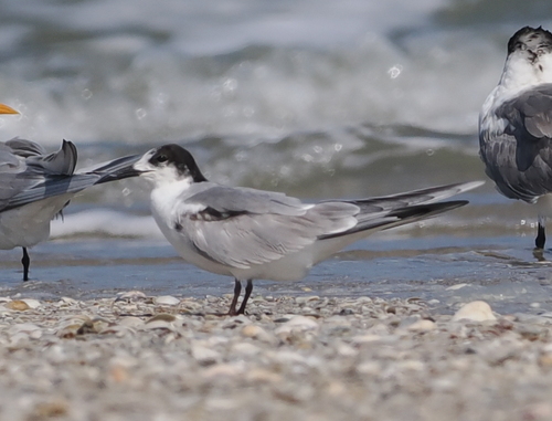 Common Tern (Sterna hirundo), photo 5