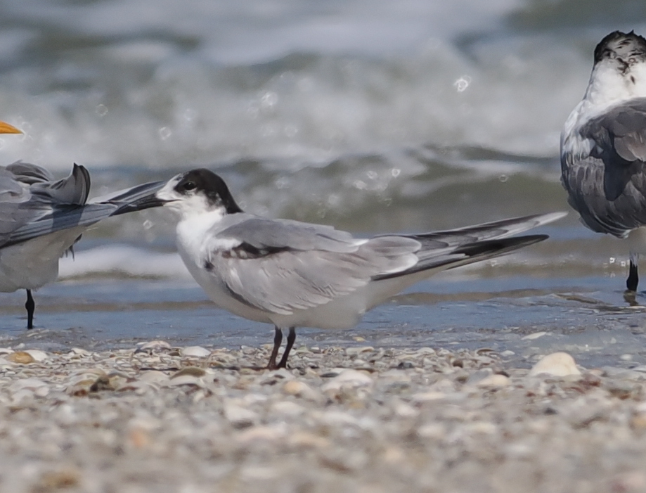 Common Tern (Sterna hirundo), photo 6