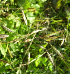 Bromus arvensis