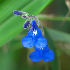 Salvia scutellarioides