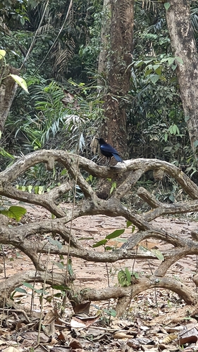 Malabar Whistling Thrush (Myophonus horsfieldii)
