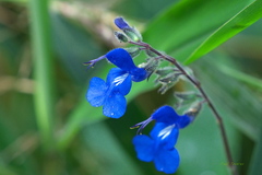 Salvia scutellarioides
