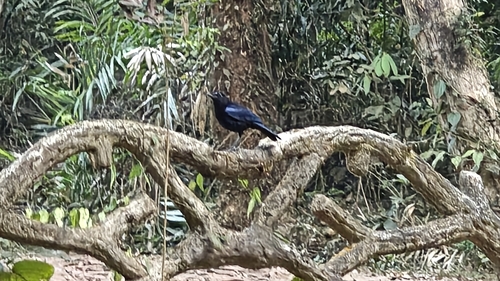 Malabar Whistling Thrush (Myophonus horsfieldii), photo 2