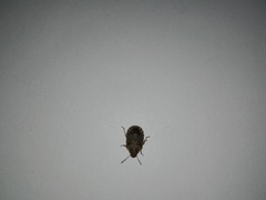 Sciocoris sideritidis
