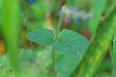 Salvia scutellarioides