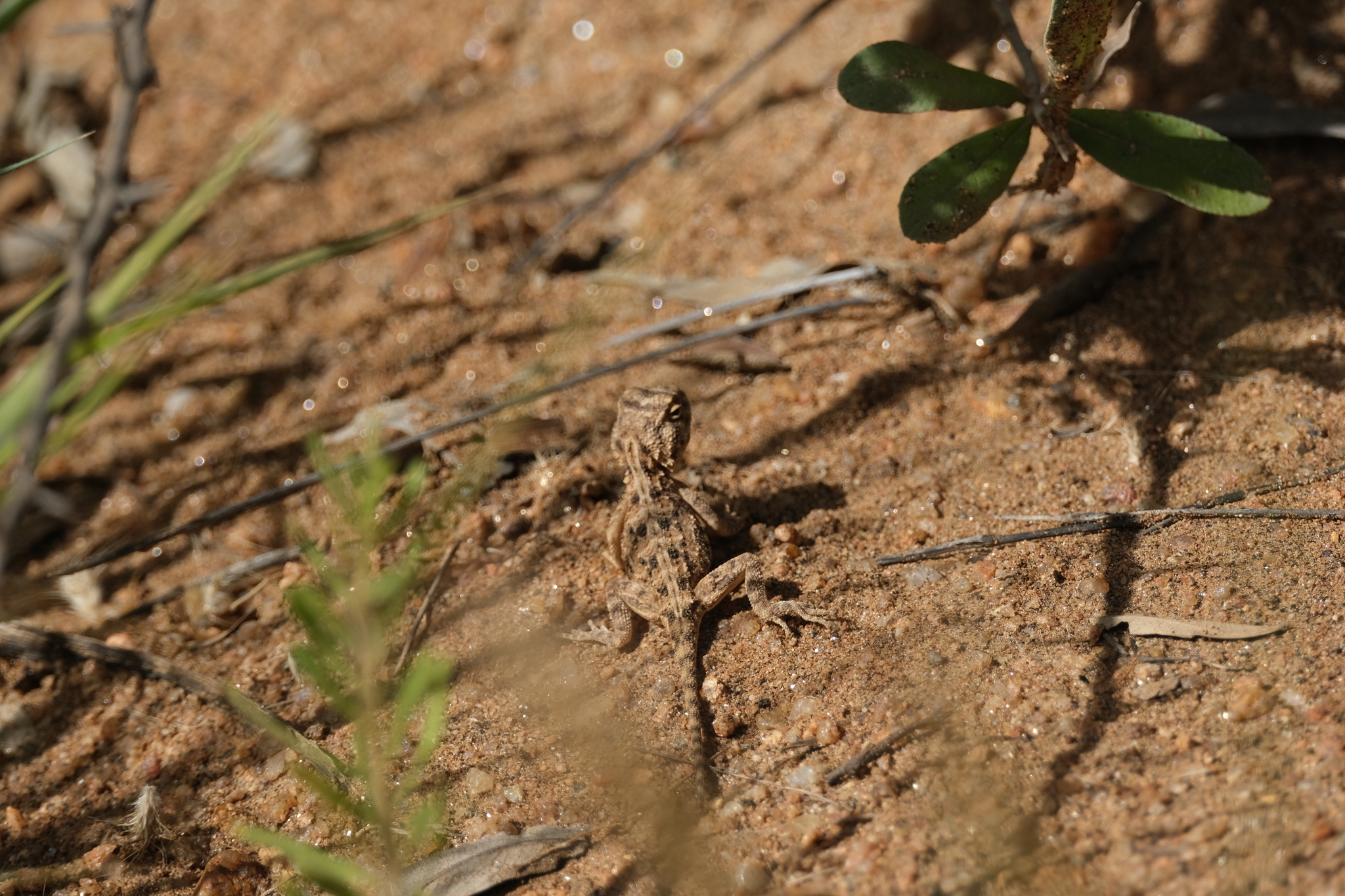 Agama aculeata Merrem, 1820