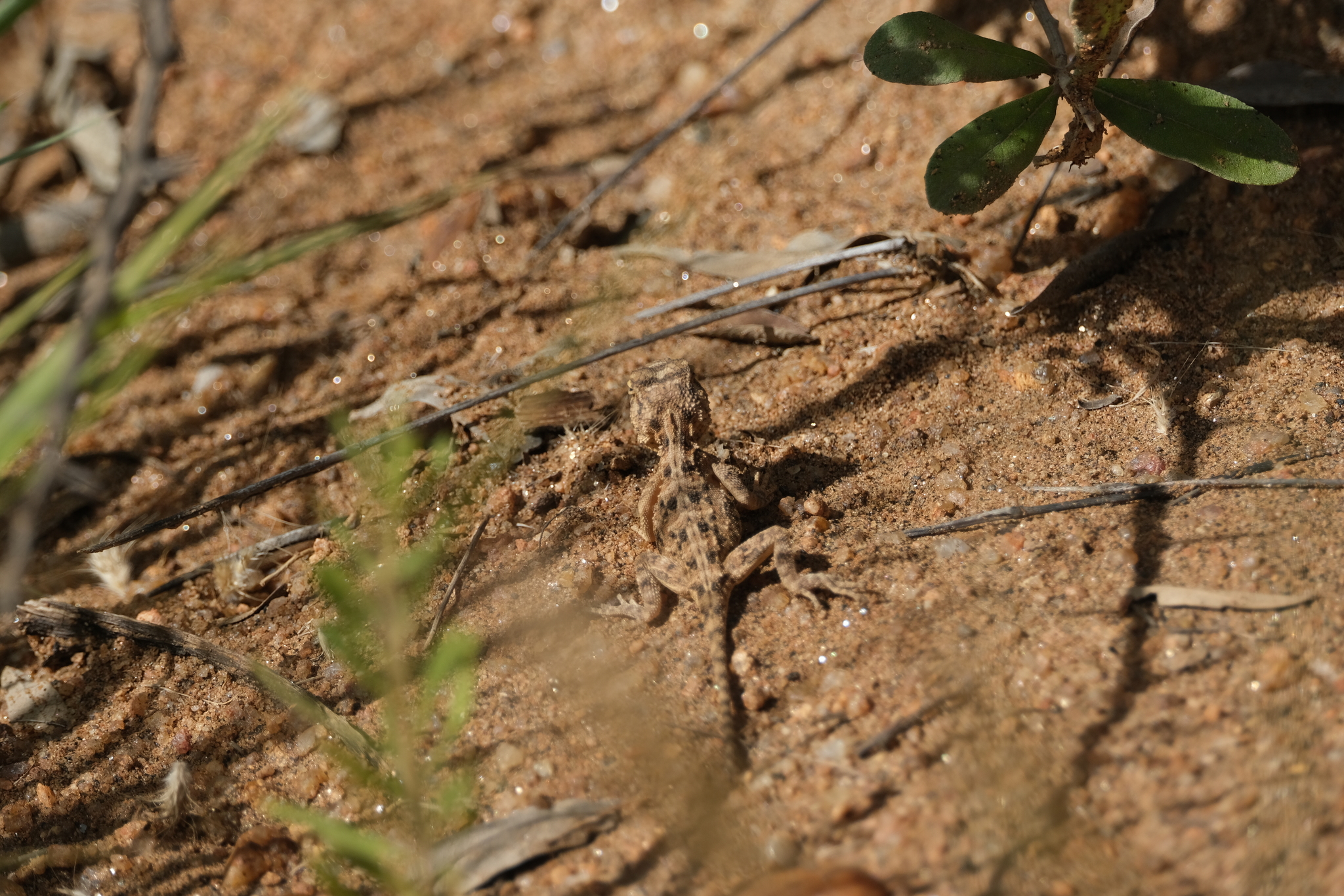 Agama aculeata Merrem, 1820