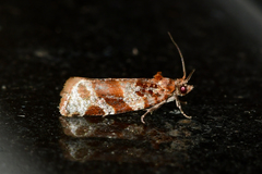 Argyrotaenia kimballi