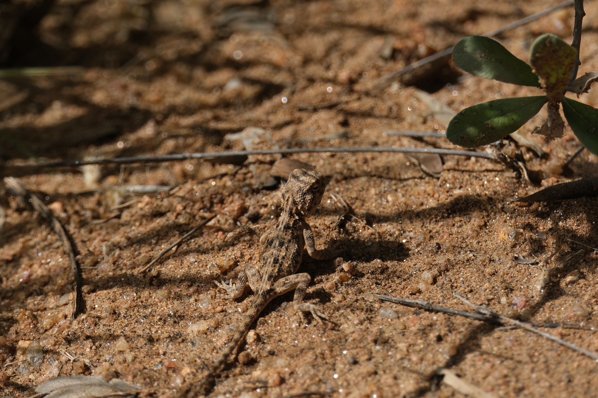 Agama aculeata Merrem, 1820