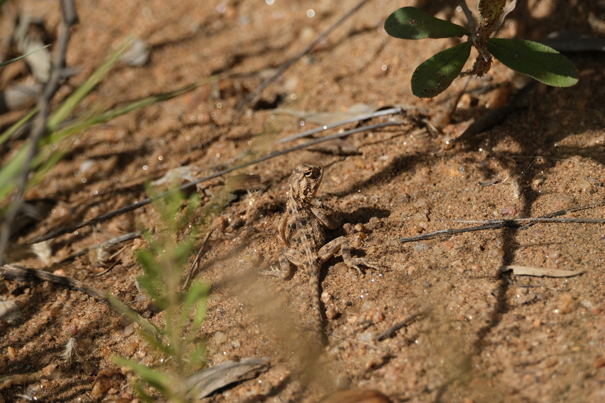 Agama aculeata Merrem, 1820