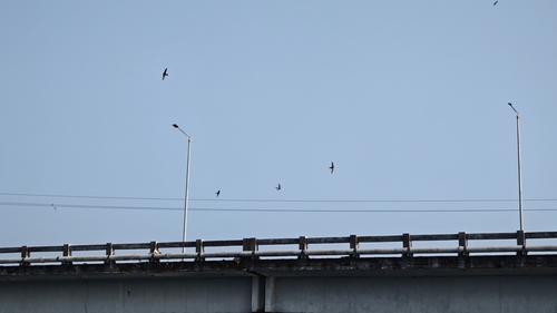 Little Swift (Apus affinis), photo 4