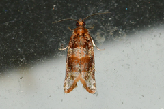 Argyrotaenia kimballi