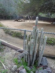 Cleistocactus strausii