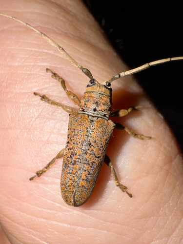 Trestonia signifera