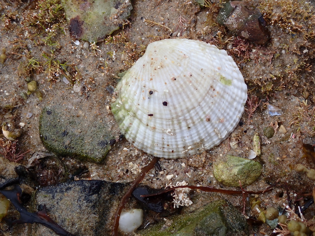 Codakia Sp Codakia rugifera from Arrawarra Headland NSW 2456, Australia on ...