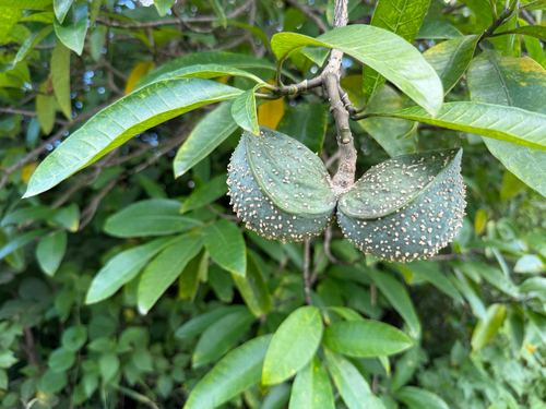 toadtree