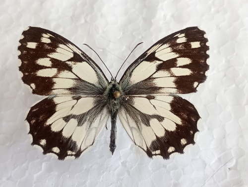 Marbled white