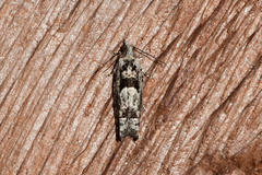 Pseudexentera hodsoni