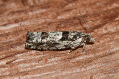 Pseudexentera hodsoni