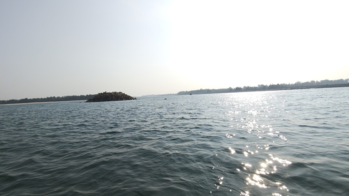 Indian Humpback Dolphin