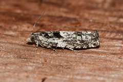 Pseudexentera hodsoni