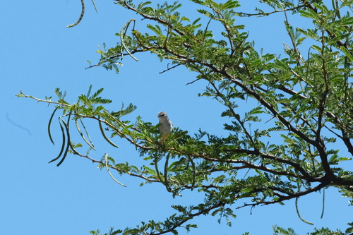 Yellow-bellied Eremomela (Eremomela icteropygialis), photo 5
