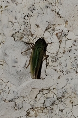 Syncharina argentina