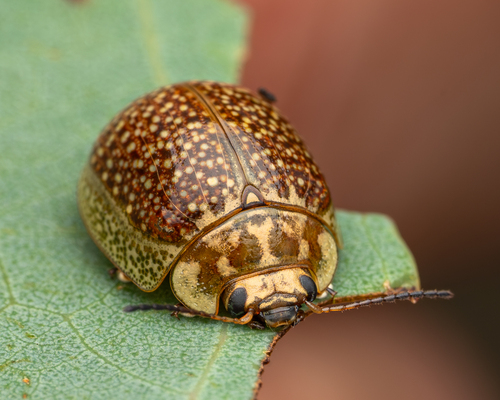 Paropsisterna cloelia (Stål, 1860)