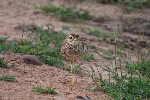 iNaturalist image