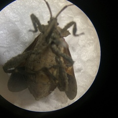 Acanthocoris