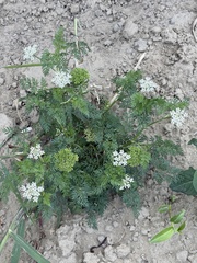 Cnidium monnieri, photograph (c) 謝鈞諭, some rights reserved (CC BY)