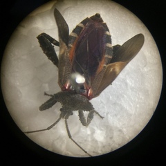 Acanthocoris