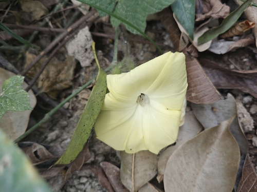 Distimake vitifolius