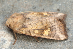 Amphipoea oculea