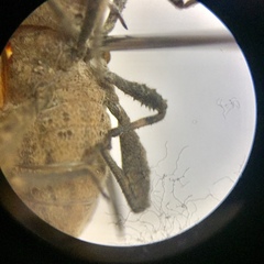 Acanthocoris