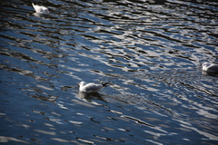 Chroicocephalus ridibundus