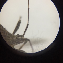 Acanthocoris