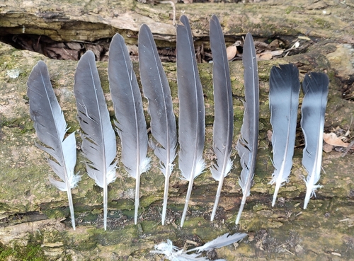 Plume de Pigeon colombin